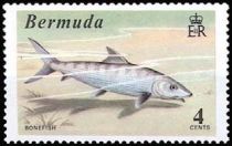 Bonefish (Albula vulpes)