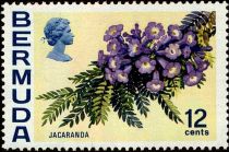 Jacaranda