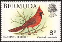 Cardinal or Redbird (Cardinalis cardinalis)