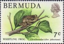 Johnstone's Robber Frog (Eleutherodactylus johnstonei)