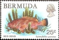 Red Hind (Epinephelus guttatus)