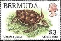 Green Sea Turtle (Chelonia mydas)