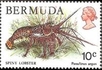 Caribbean Spiny Lobster (Panulirus argus)