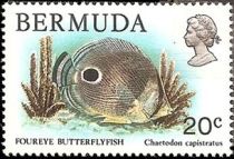 Foureye Butterflyfish (Chaetodon capistratus)