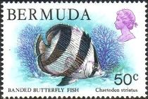 Banded Butterflyfish (Chaetodon striatus)