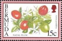 Natal plum