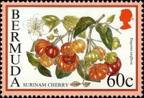 Surinam cherry