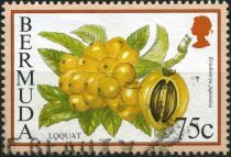 Loquat (Eriobotrya japonica)