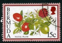 Natal plum