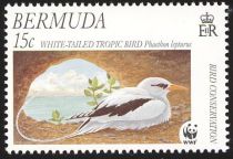 White-tailed Tropicbird (Phaethon lepturus)