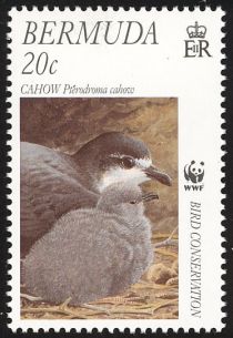 Cahow (Pterodroma cahow)