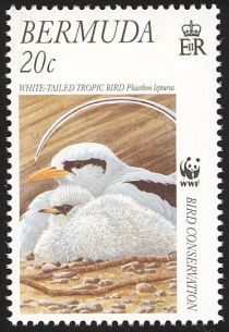 White-tailed Tropicbird (Phaethon lepturus)