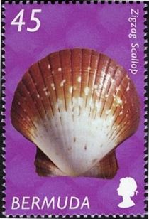 Zigzag Scallop (Euvola ziczac)