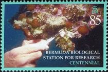 Researcher probing reef