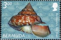 Bermuda's Slit Shell (Entemnotrochus adansonianus bermudensi