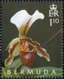 Paphiopedilum x leeanum