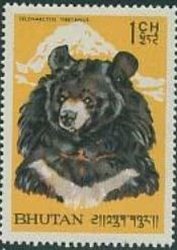 Himalayan Black Bear (Ursus thibethanus)