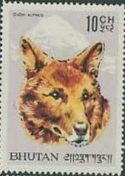 Dhole (Cuon alpinus)