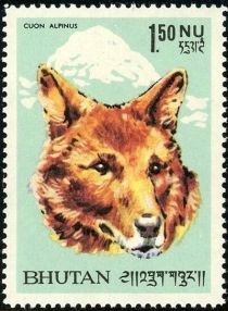 Dhole (Cuon alpinus)