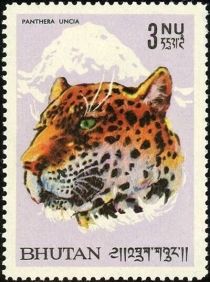 Snow Leopard (Panthera uncia)