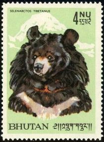 Himalayan Black Bear (Ursus thibethanus)