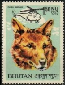 Dhole (Cuon alpinus)