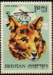 Dhole (Cuon alpinus)