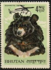 Asiatic Black Bear (Ursus thibetanus)