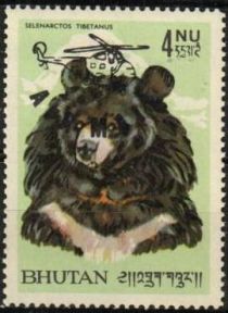 Asiatic Black Bear (Ursus thibetanus)