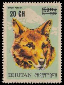 Dhole (Cuon alpinus)