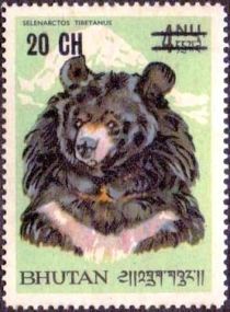 Himalayan Black Bear (Ursus thibethanus)