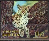 Leopard (Panthera pardus)