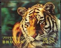 Tiger (Panthera tigris)