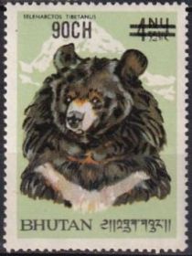 Himalayan Black Bear (Ursus thibethanus)