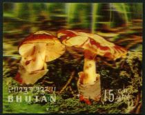 Mushrooms (Amanita caesarea)