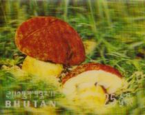 Cep (Boletus edulis)