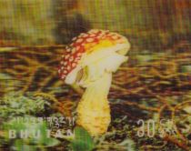 Mushrooms (Amanita muscaria)