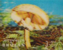 Mushrooms (Macrolepiota procera)