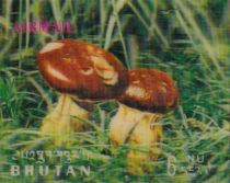 Mushrooms (Suillus grevilleii)