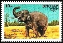 Asian Elephant (Elephas maximus)