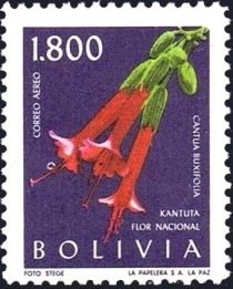 Kantuta (Cantua buxifolia)