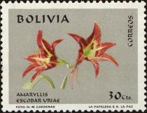 Amaryllis (Escobar uriae)