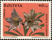 Amaryllis evansae