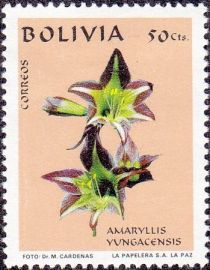 Amaryllis yungacensis