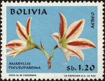 Amaryllis pseudopardina