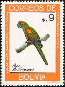 Red-fronted Macaw (Ara rubrogenys)