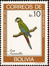 Golden-collared Macaw (Ara auricollis)