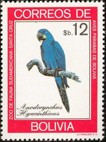 Hyacinth Macaw (Anodorynchus hyacinthinus)