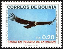 Andean Condor (Vultur gryphus)