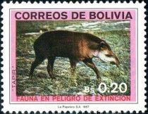 Mountain Tapir (Tapirus pinchaque)